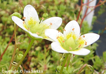 Saxifraga aspera, saharikko